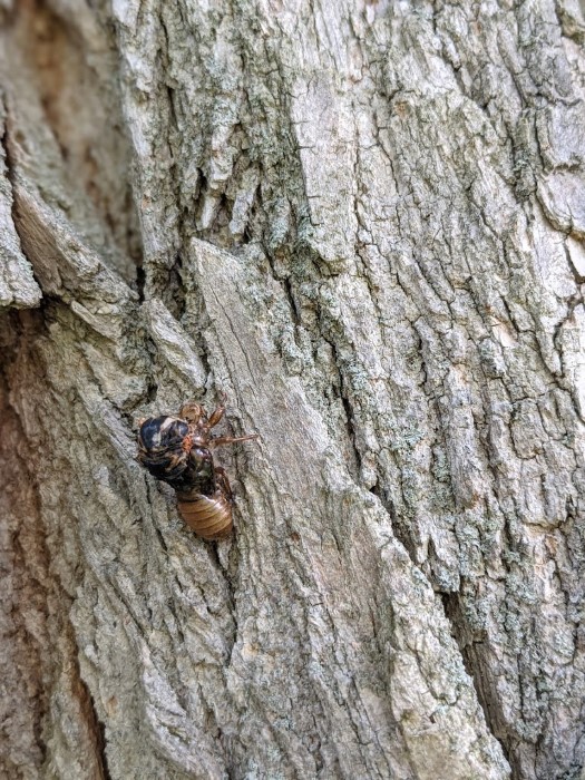 Image of the cicadas