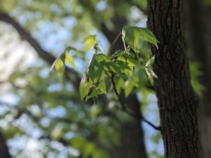 Image of the cicadas