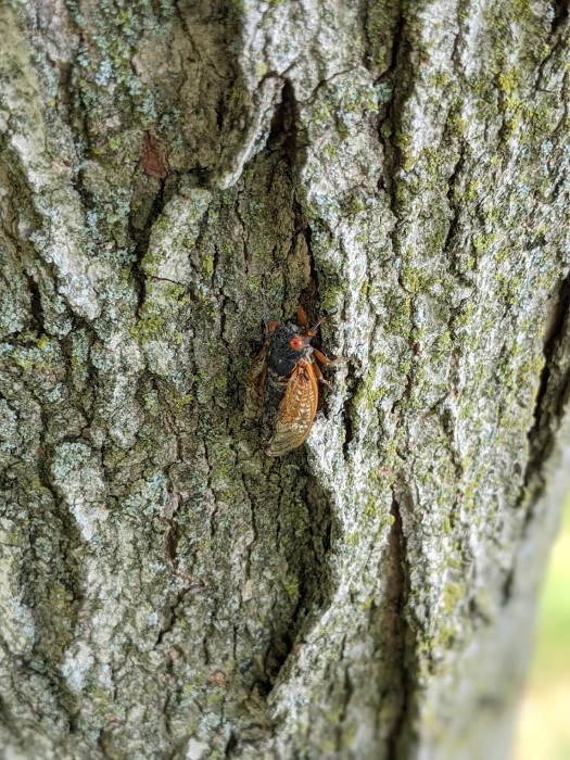 Image of the cicadas