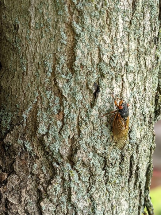 2021 Brood X Cicada Emergence