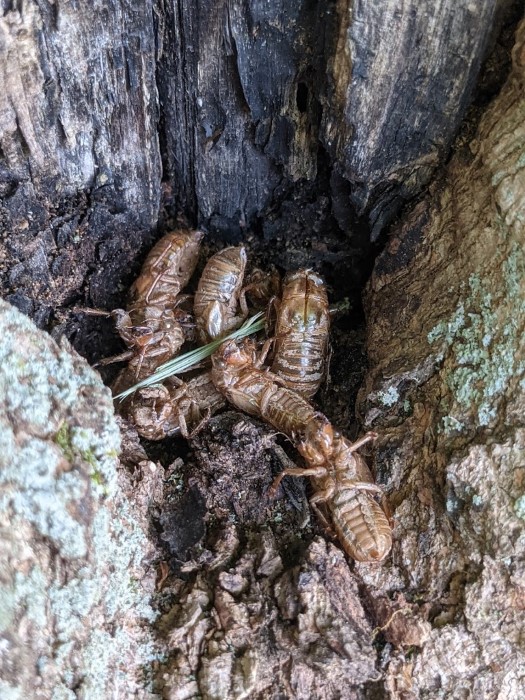 Image of the cicadas