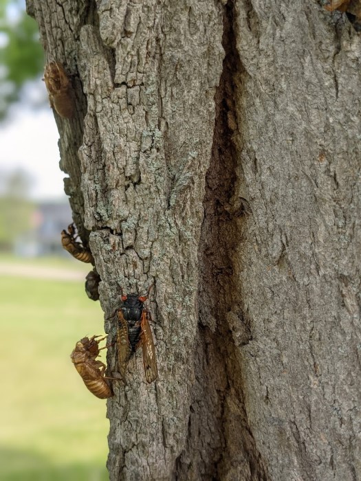 Image of the cicadas