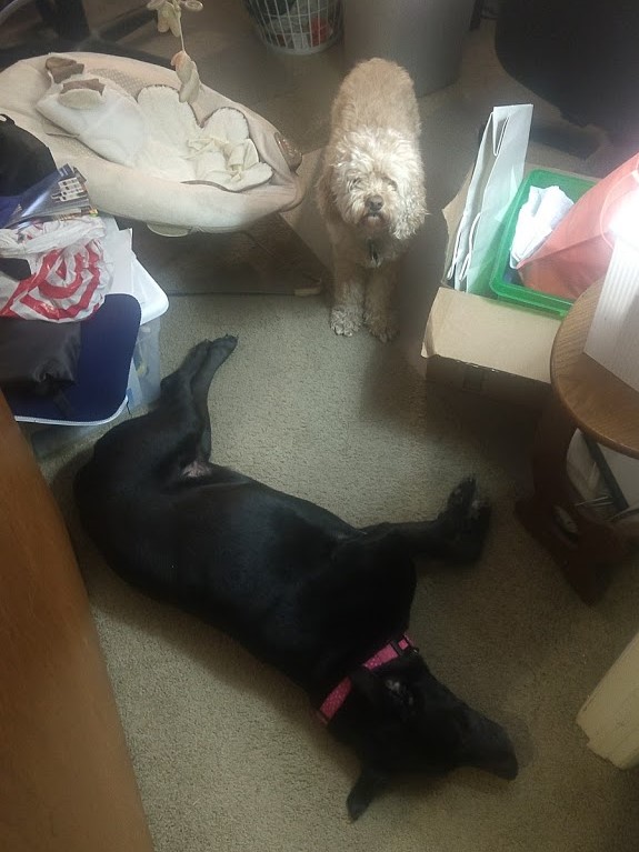 Our dogs in our (messy) office.