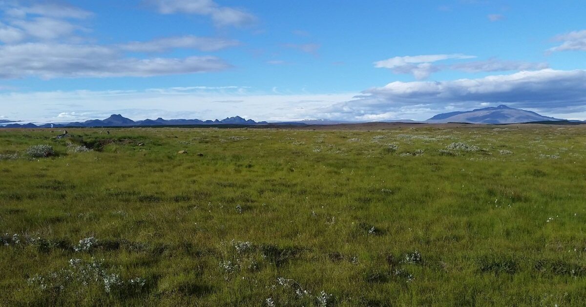 A grass field in Iceland