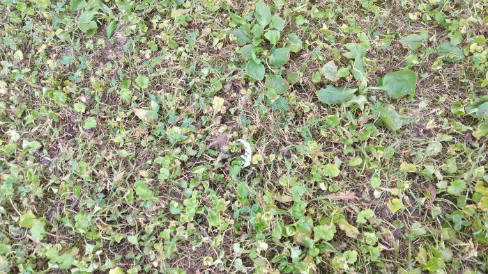 The dying ivy up close.