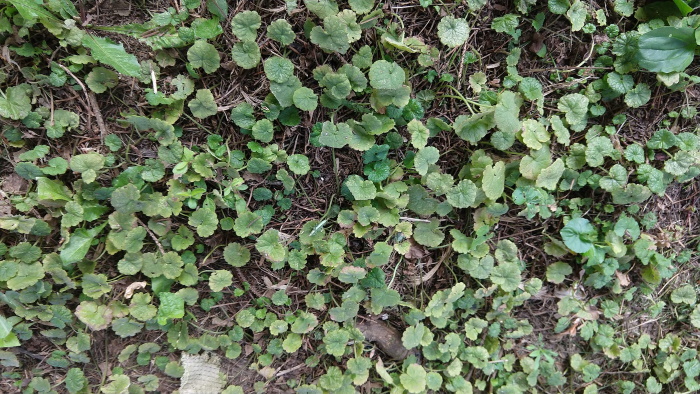 Just the ground ivy.