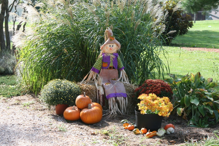 Scarecrow and pumpkins.