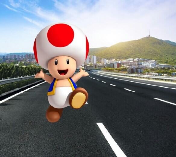 Toad on a Road